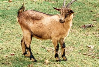 Nubian Ibex crosses at Porter Valley Ranch